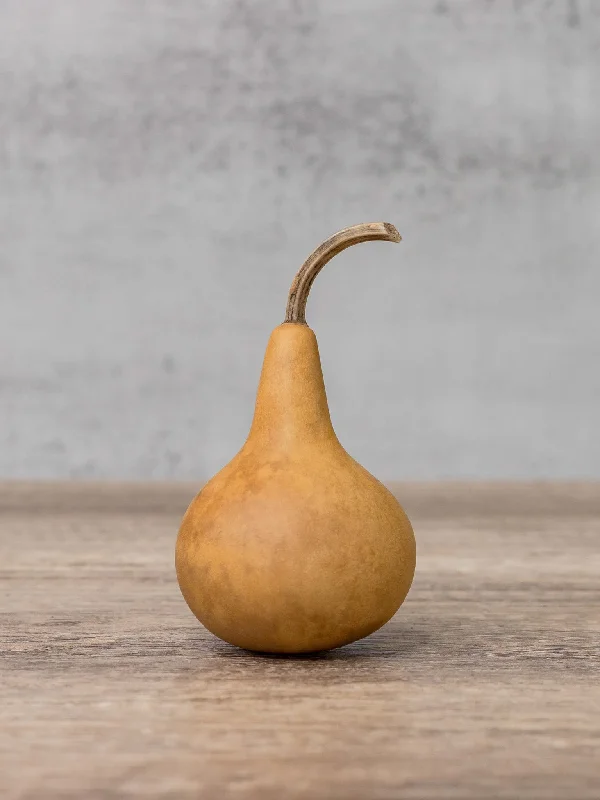 Dried 2 Inch Martin Gourd
