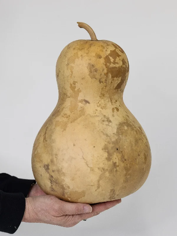 Dried 8 Inch Bottle Gourd